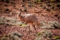 An emu beside the road in South Australia.