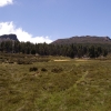 Jaffa Vale in The Walls of Jerusalem National Park. Those trees are Pencil Pine, a close relative of the King Billy Pine. The park has some of the largest remaining stands of these ancient trees in Tasmania.